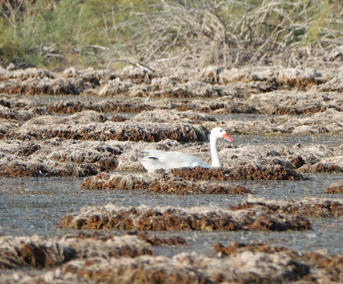 Coscoroba Swan - ML641142081