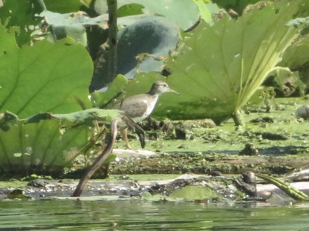 Spotted Sandpiper - ML641142084