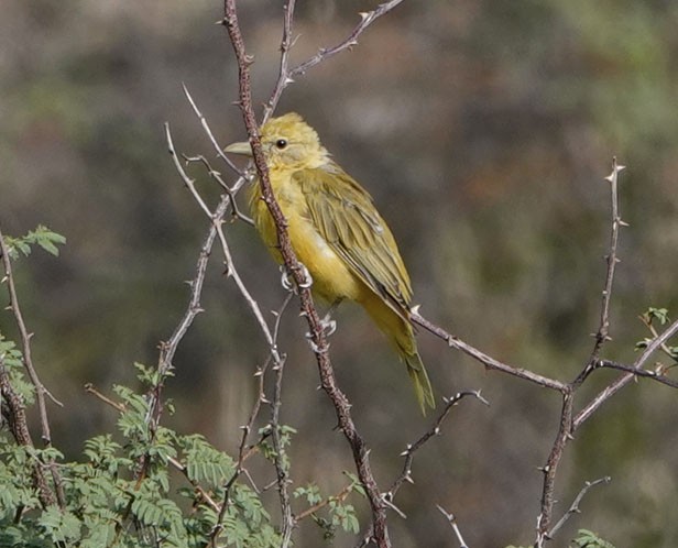 Summer Tanager - ML641142085