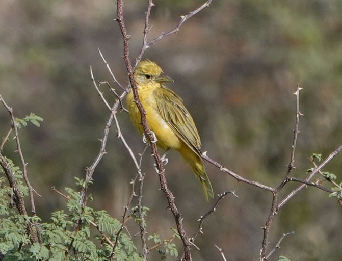 Summer Tanager - ML641142086