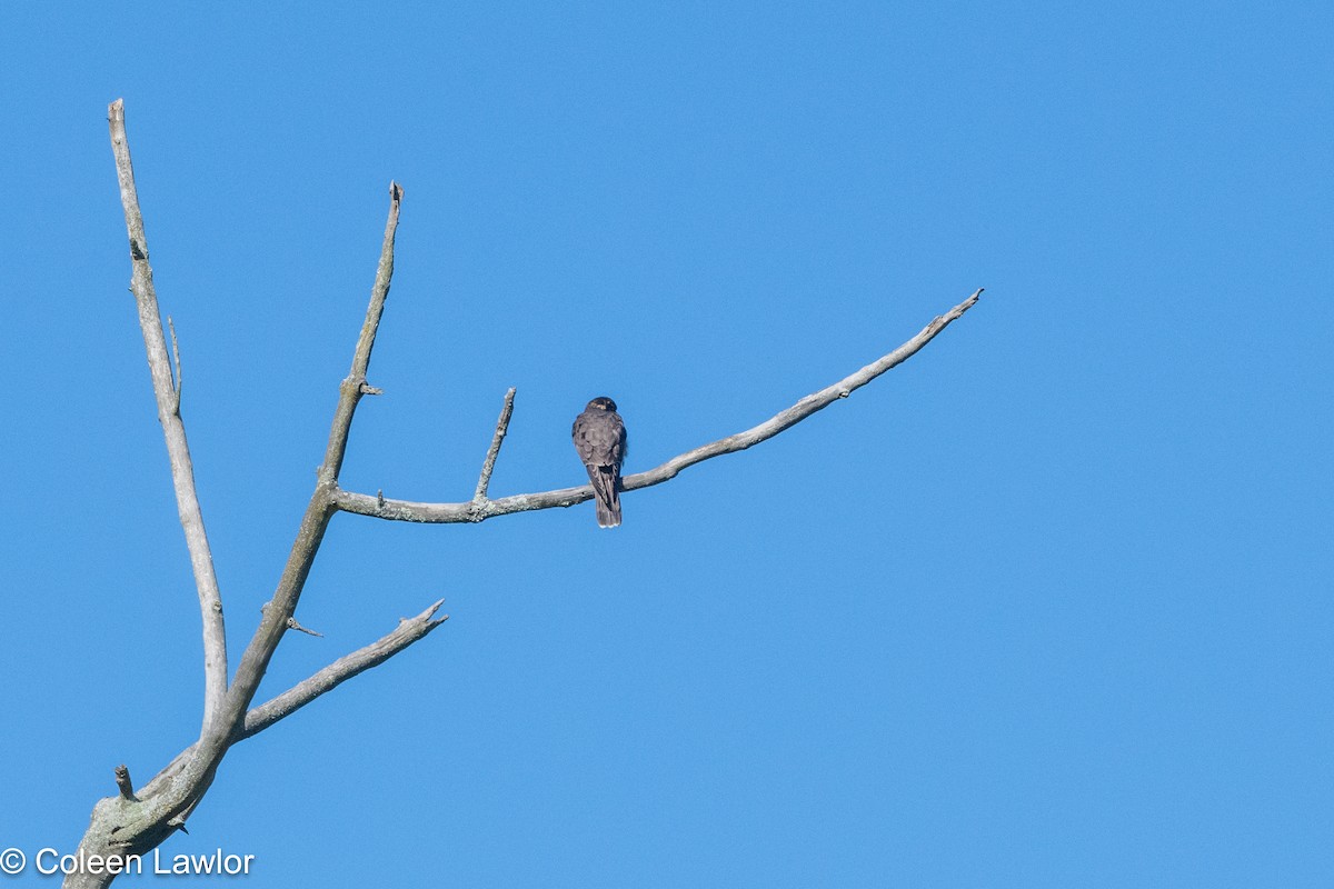 Merlin - ML641142088