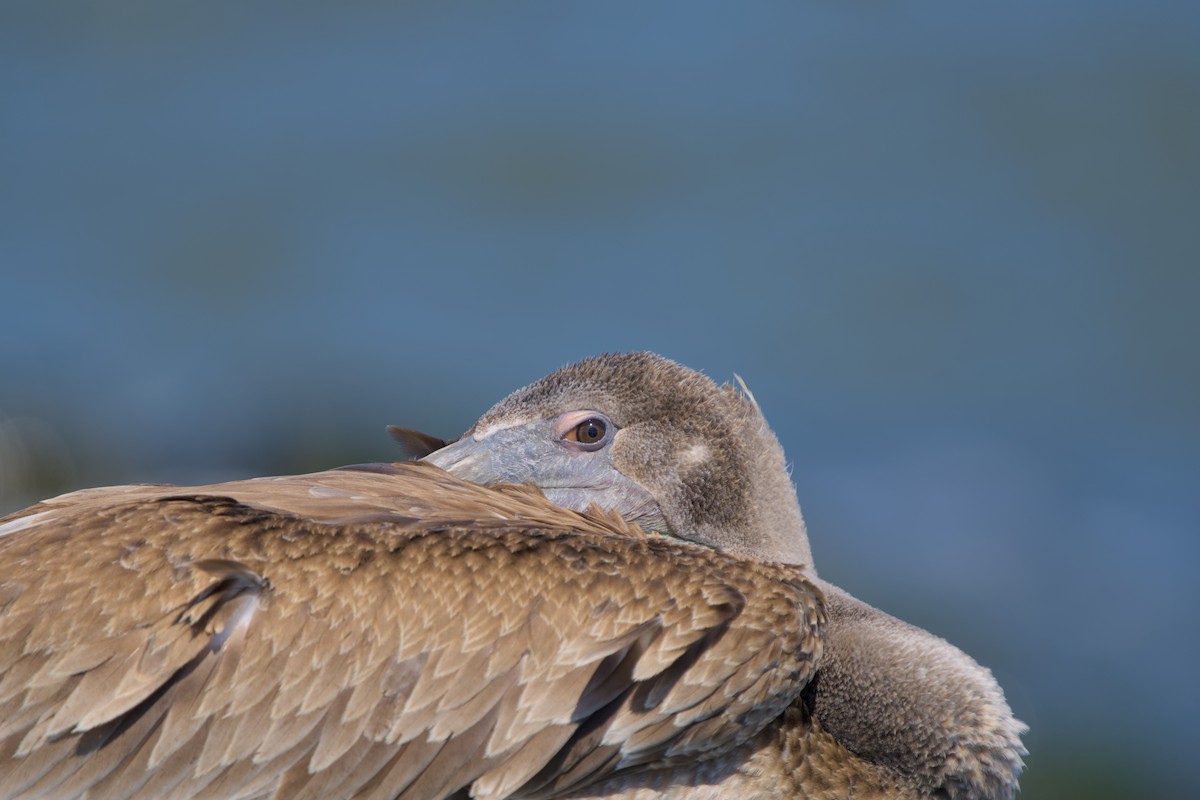 Brown Pelican - ML641142155