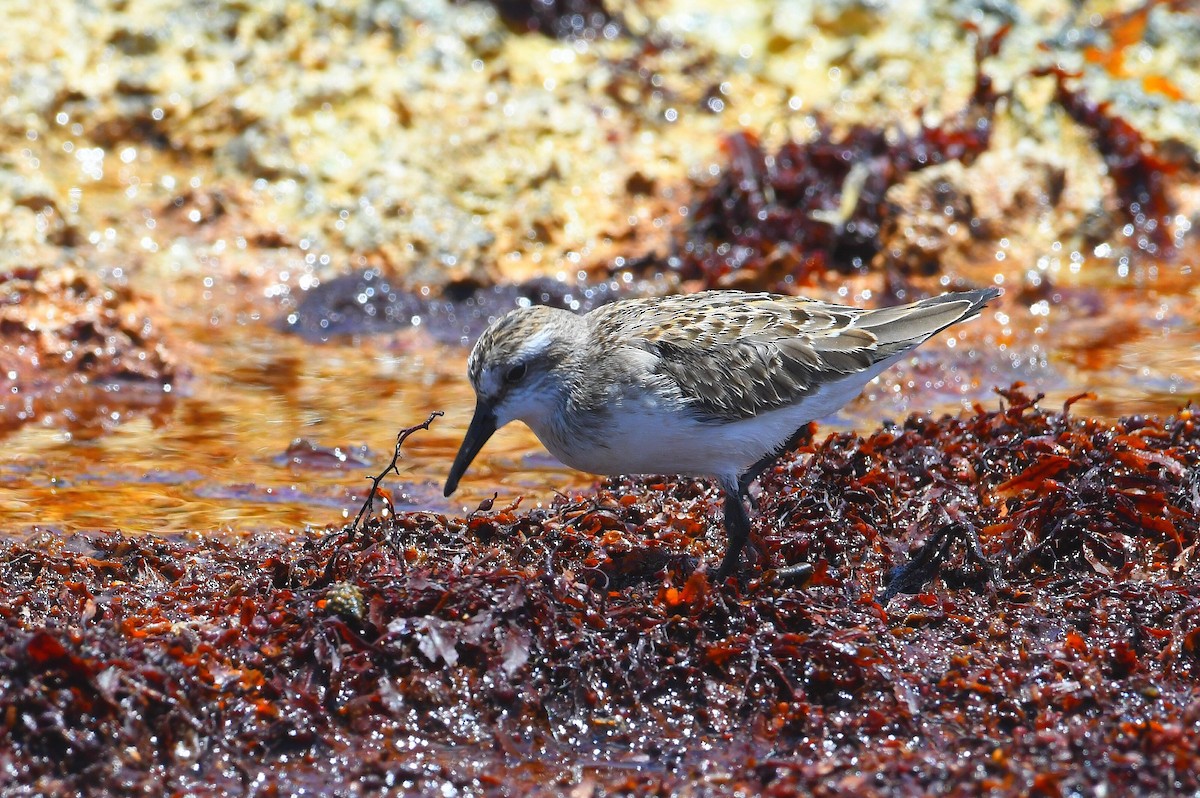 Semipalmated Sandpiper - ML641142162