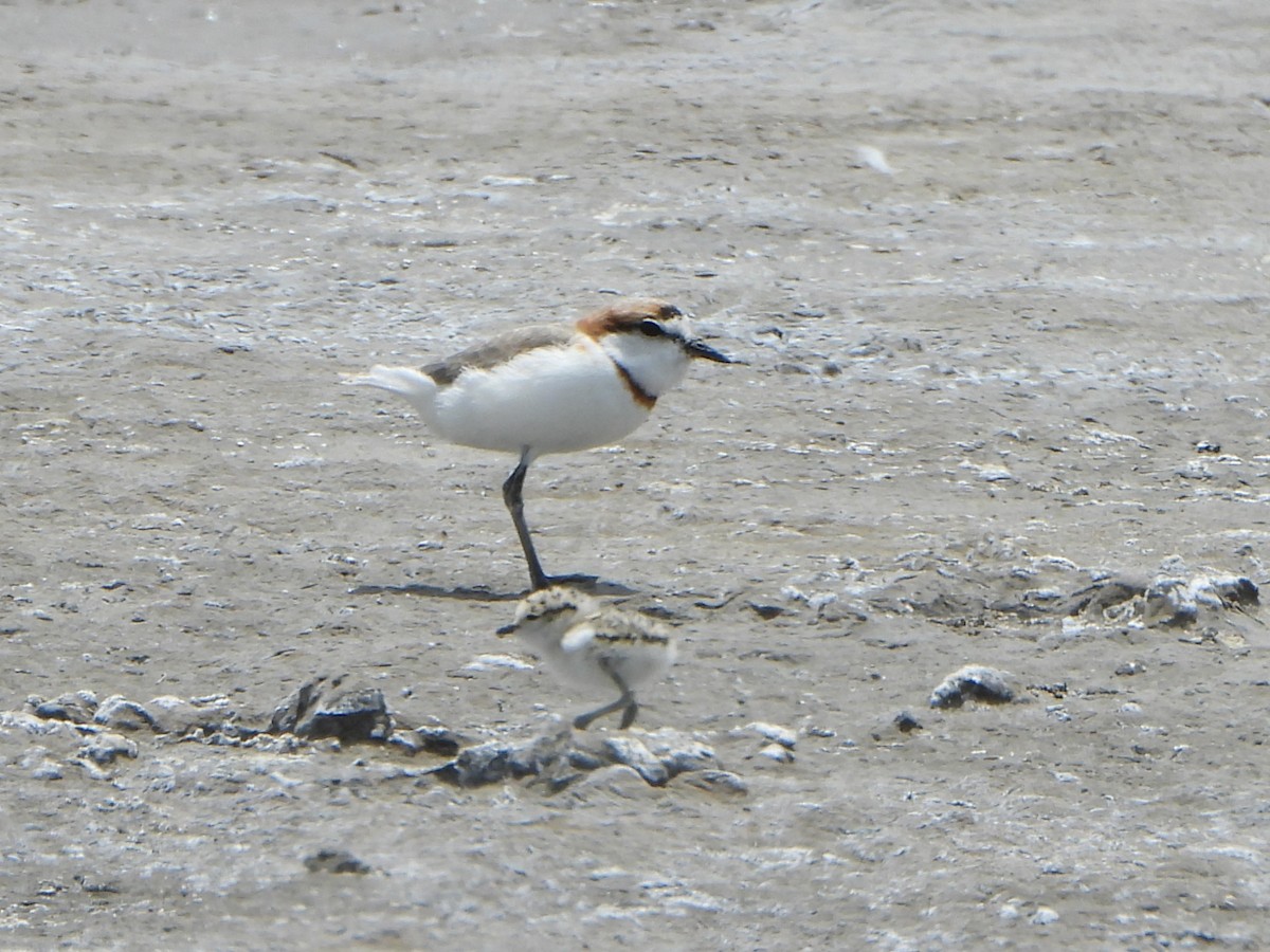Chestnut-banded Plover - ML641142173