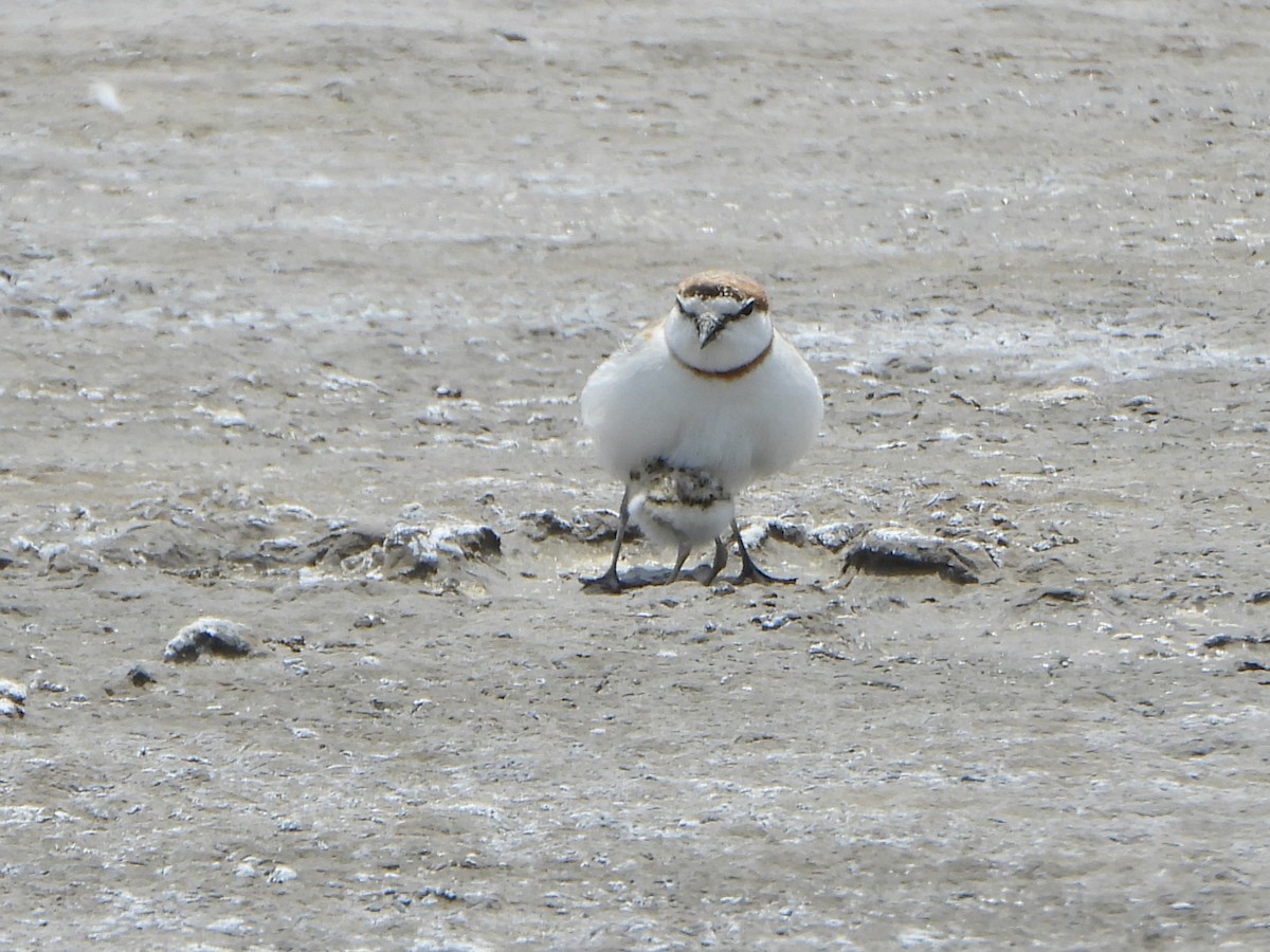 Chestnut-banded Plover - ML641142181