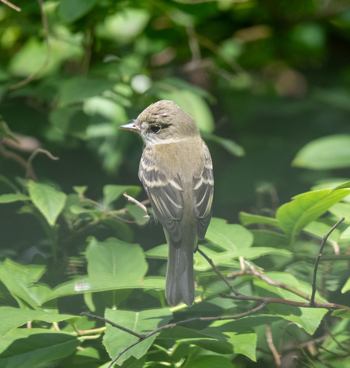 Empidonax sp. - ML641142206