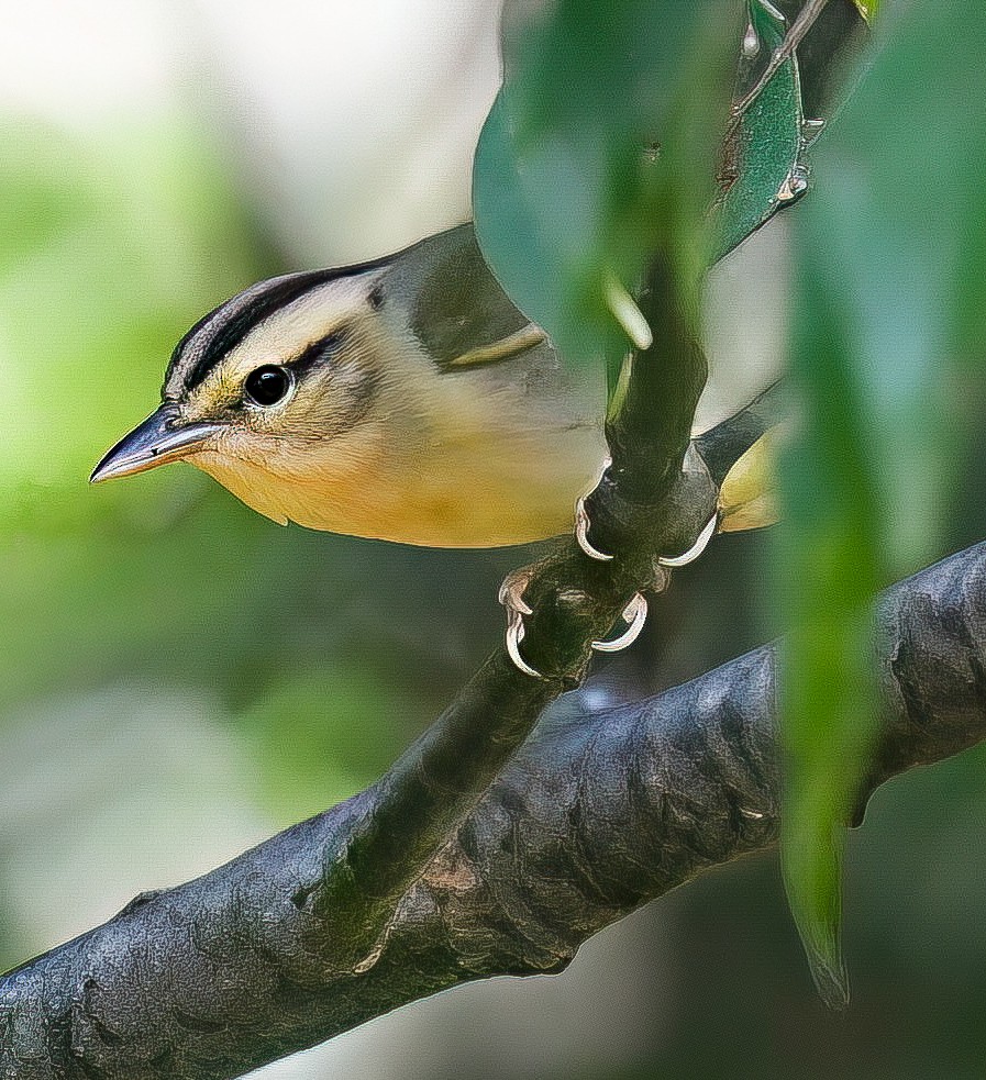 Worm-eating Warbler - ML641142210