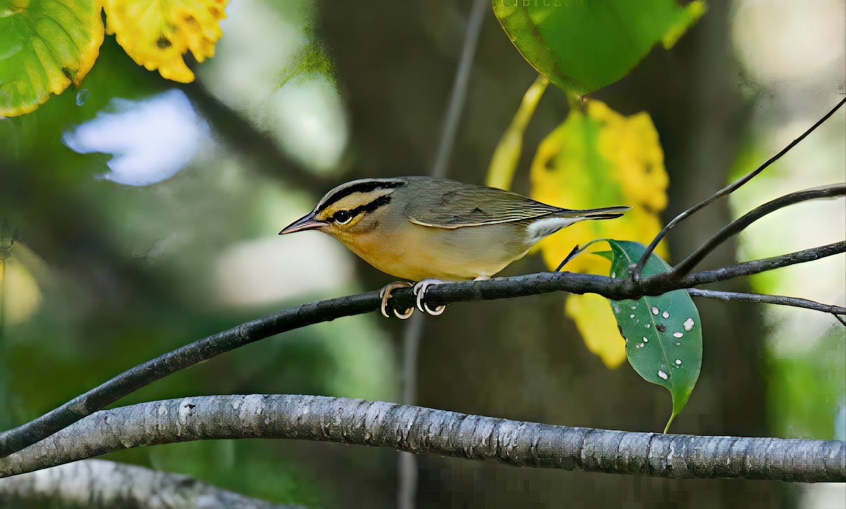 Worm-eating Warbler - ML641142211