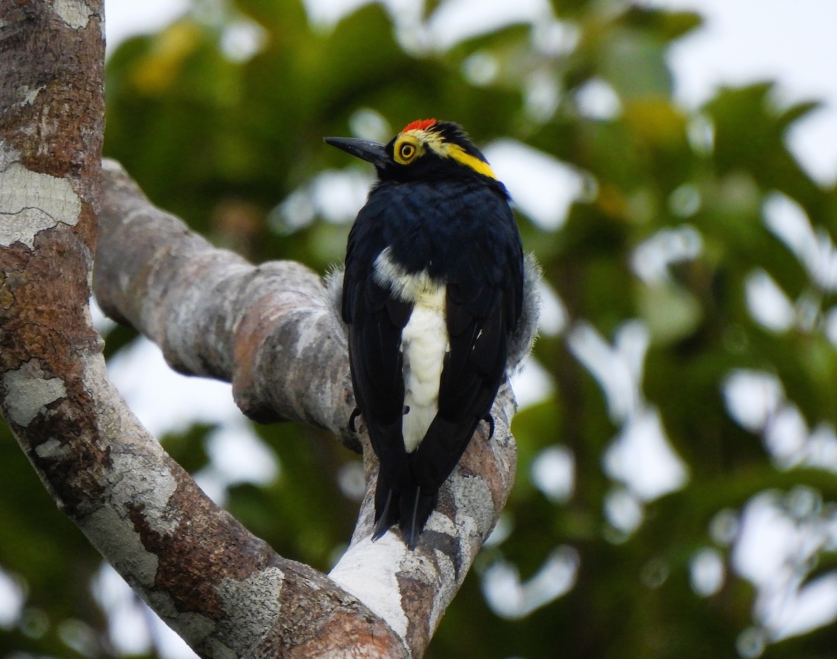 Yellow-tufted Woodpecker - ML641142212
