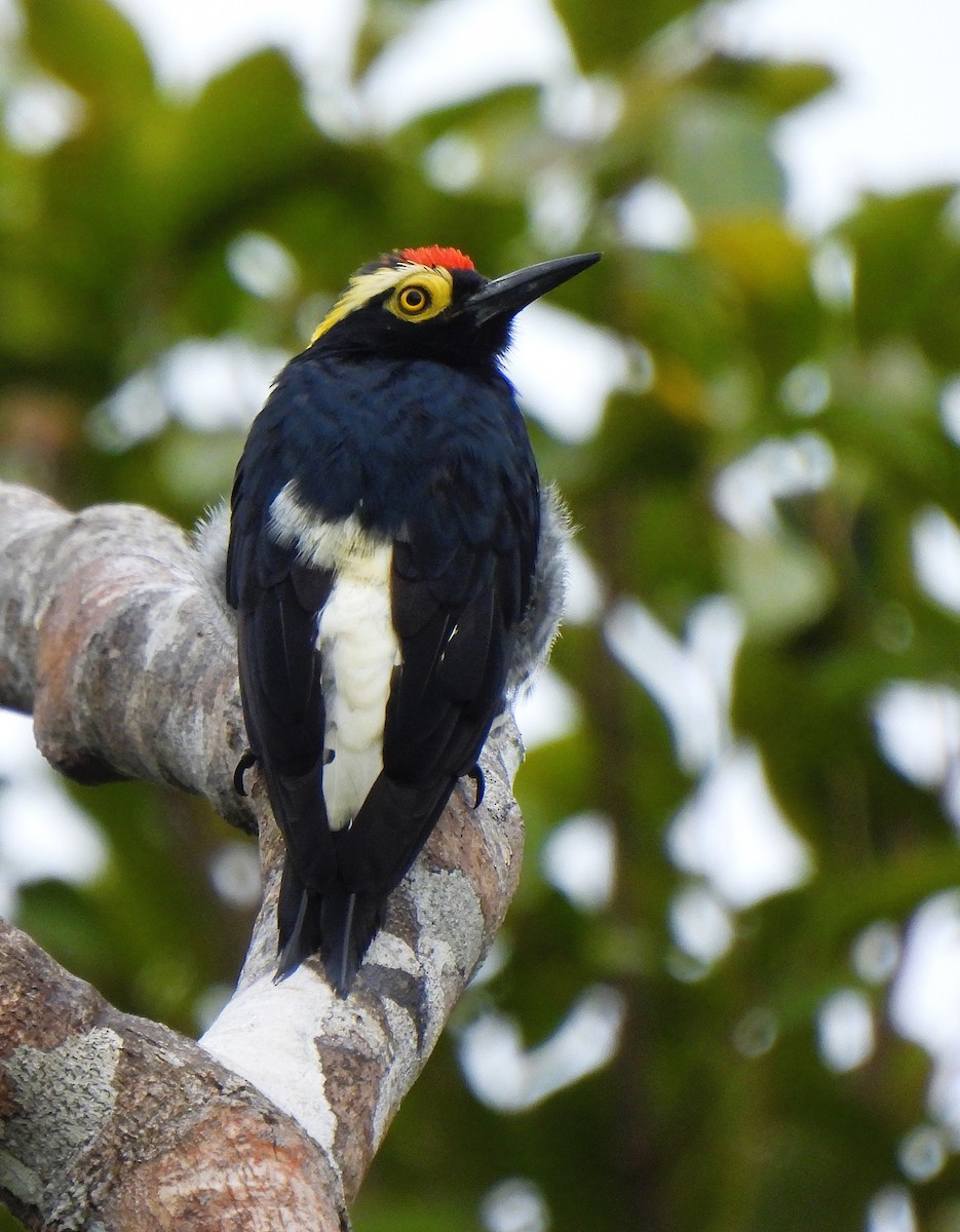 Yellow-tufted Woodpecker - ML641142213