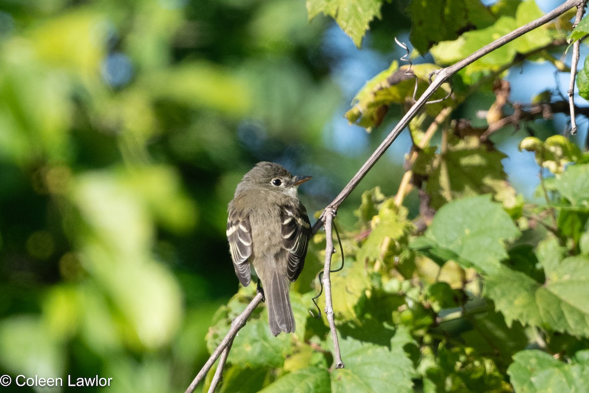 tyranovec malinký - ML641142217