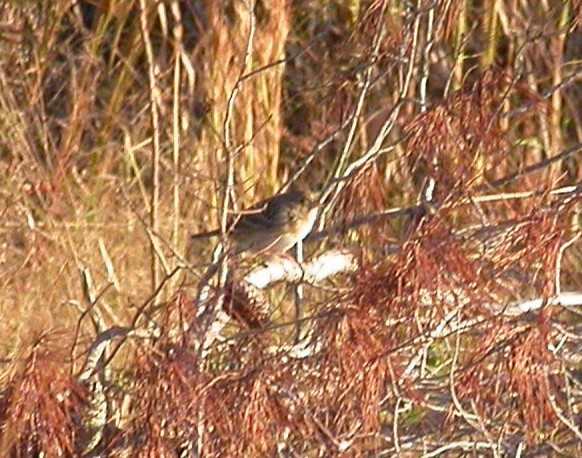 Field Sparrow - ML641142228