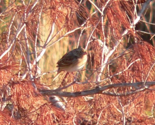 Field Sparrow - ML641142229