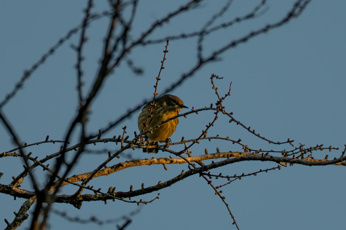 Cape May Warbler - ML641142234