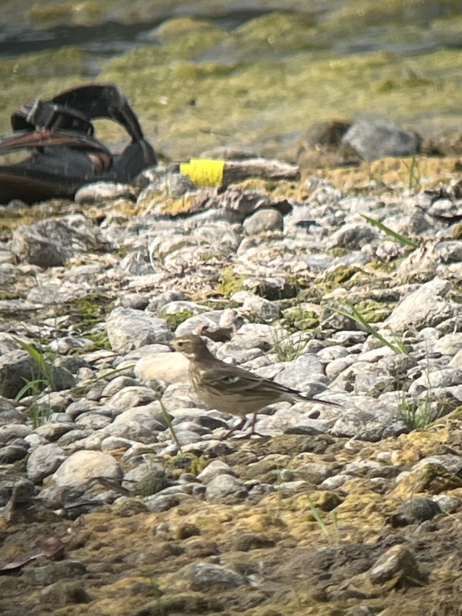 American Pipit - ML641142239