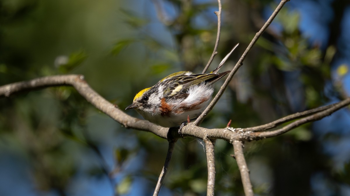 Chestnut-sided Warbler - ML641142244