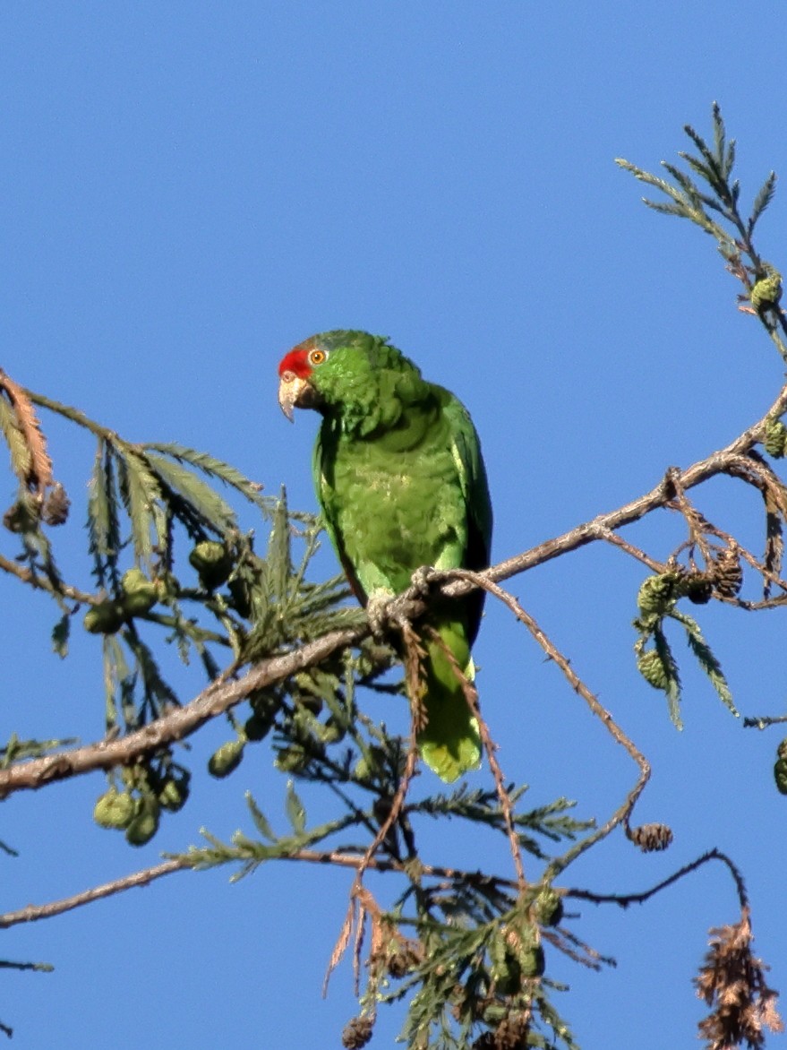 Amazone à joues vertes - ML641142253