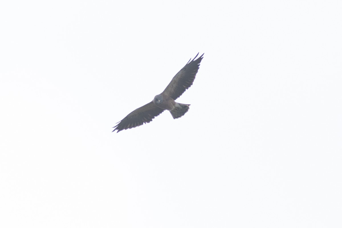 Swainson's Hawk - ML641142265