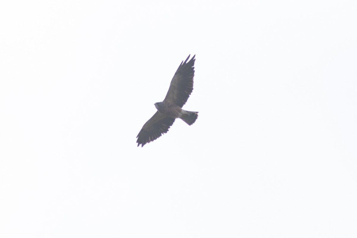Swainson's Hawk - ML641142266