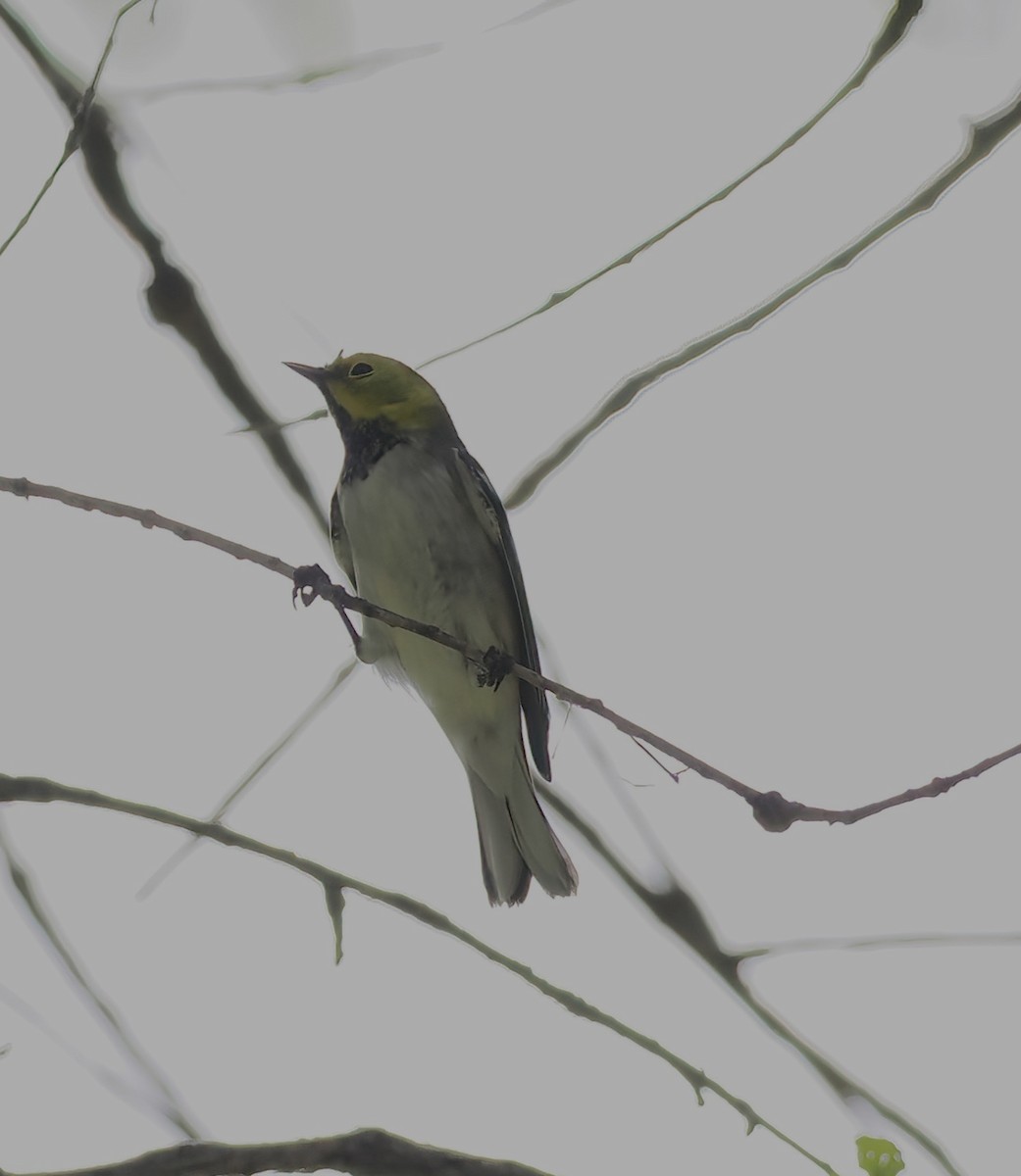 Hermit Warbler - ML641142274