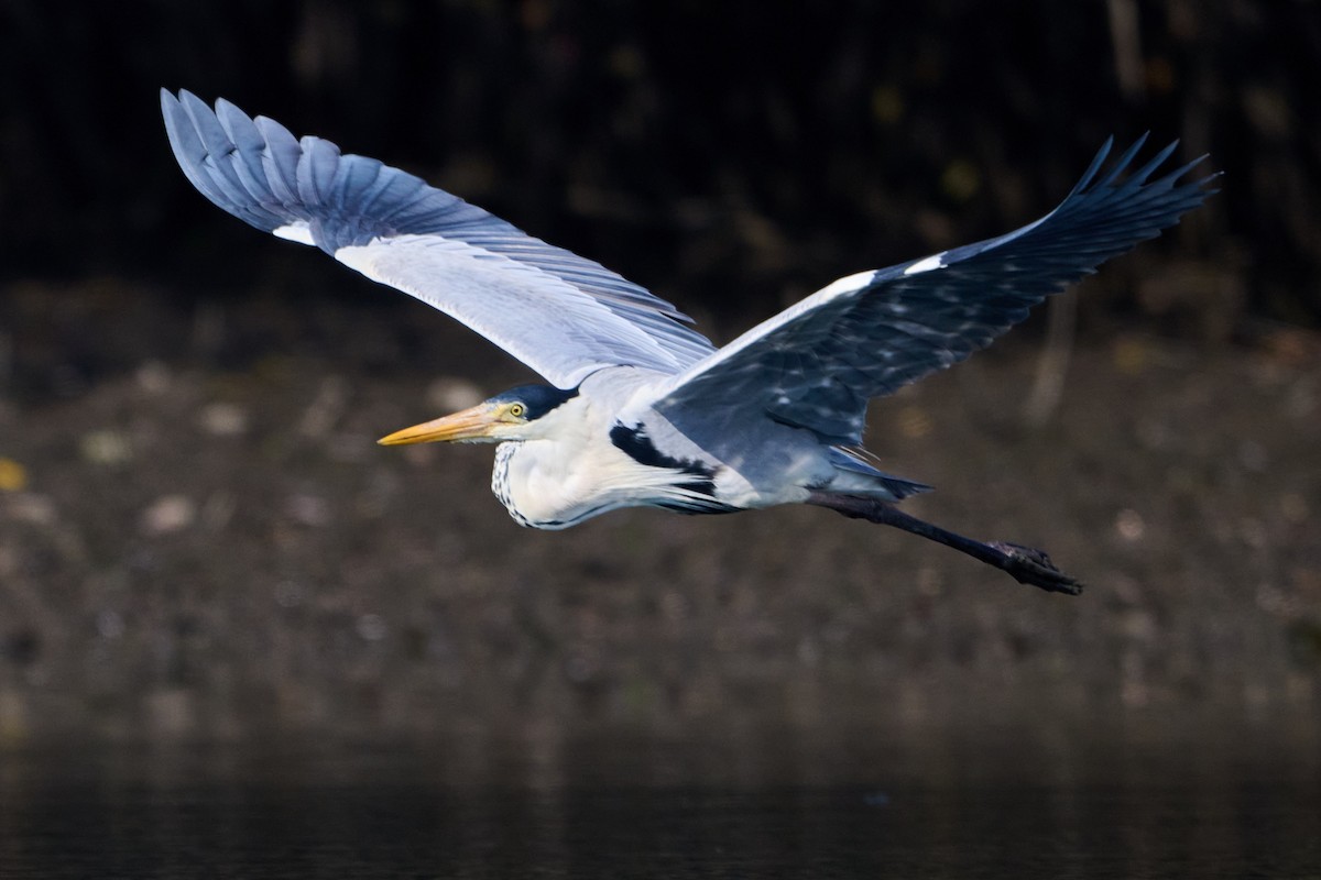 Cocoi Heron - ML641142279