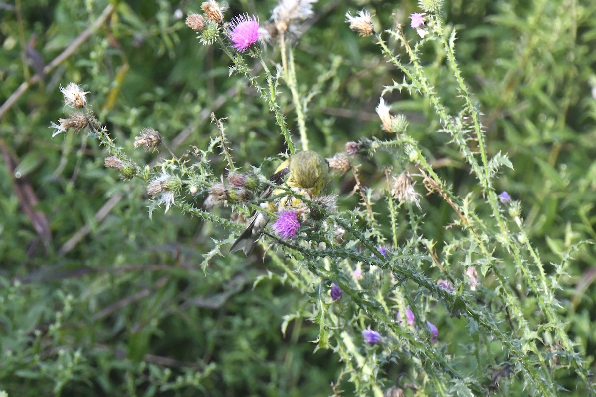 American Goldfinch - ML641142301