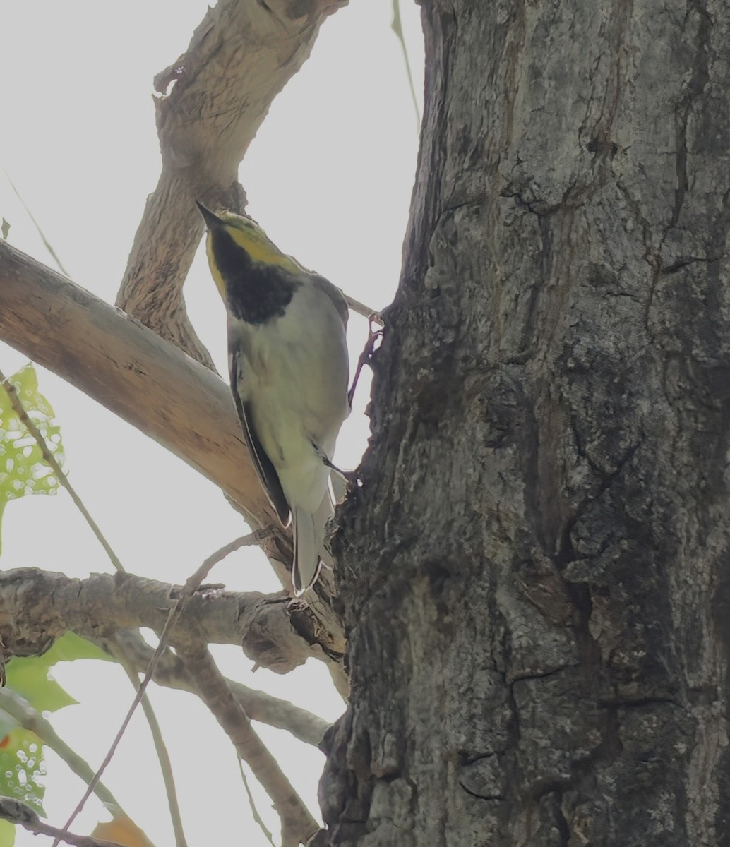 Hermit Warbler - ML641142306