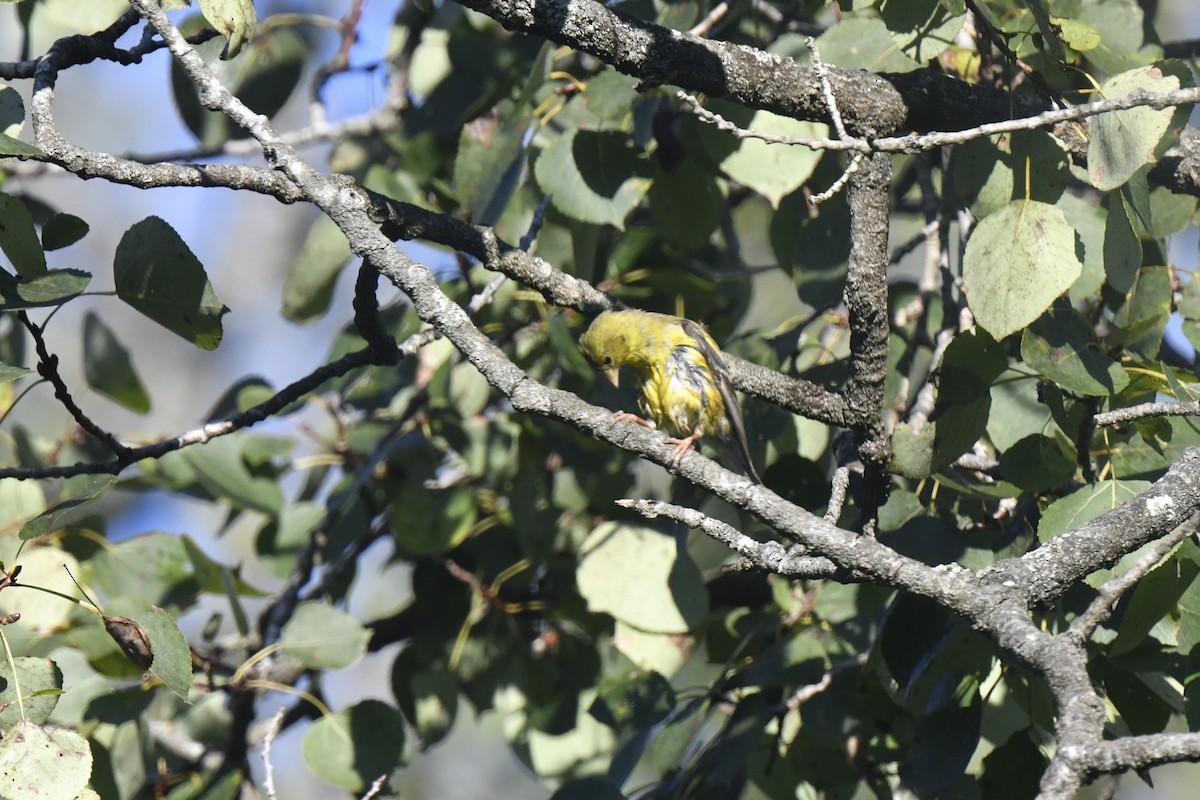 American Goldfinch - ML641142315