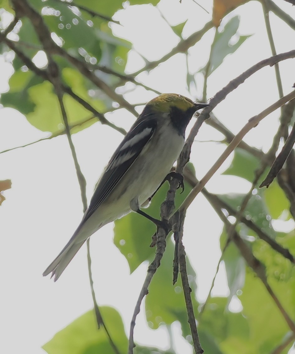 Hermit Warbler - ML641142318