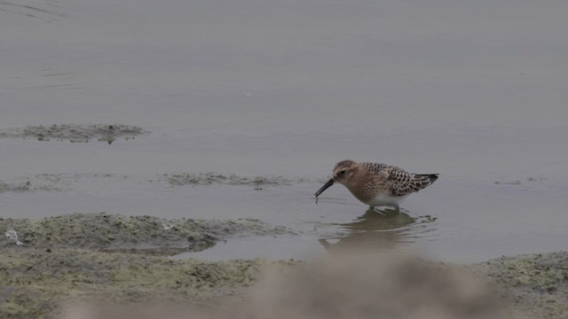 Baird's Sandpiper - ML641142319