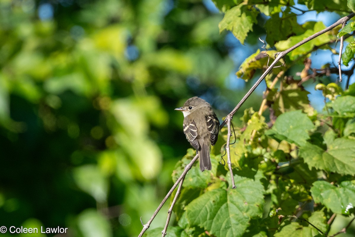 tyranovec malinký - ML641142334