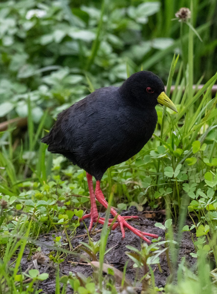 Black Crake - ML641142340