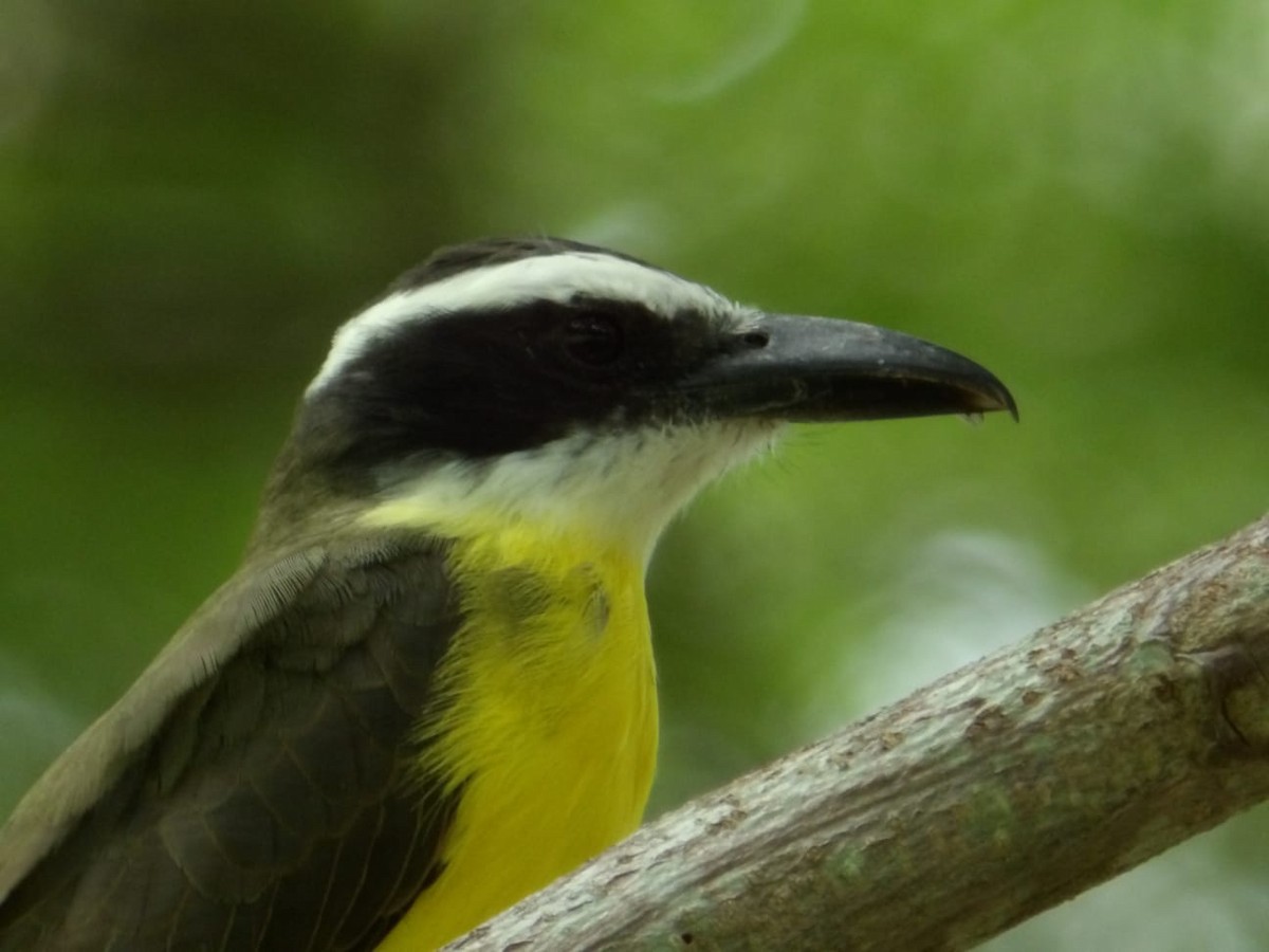 Boat-billed Flycatcher - ML641142350