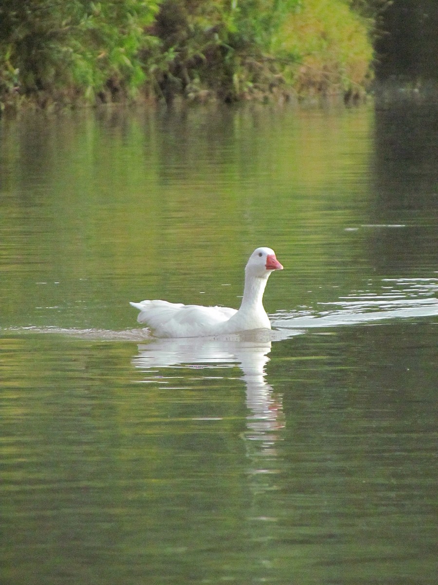 Graylag Goose (Domestic type) - ML641142366