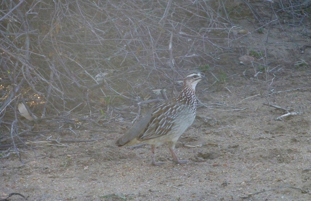 Crested Francolin - ML641142374
