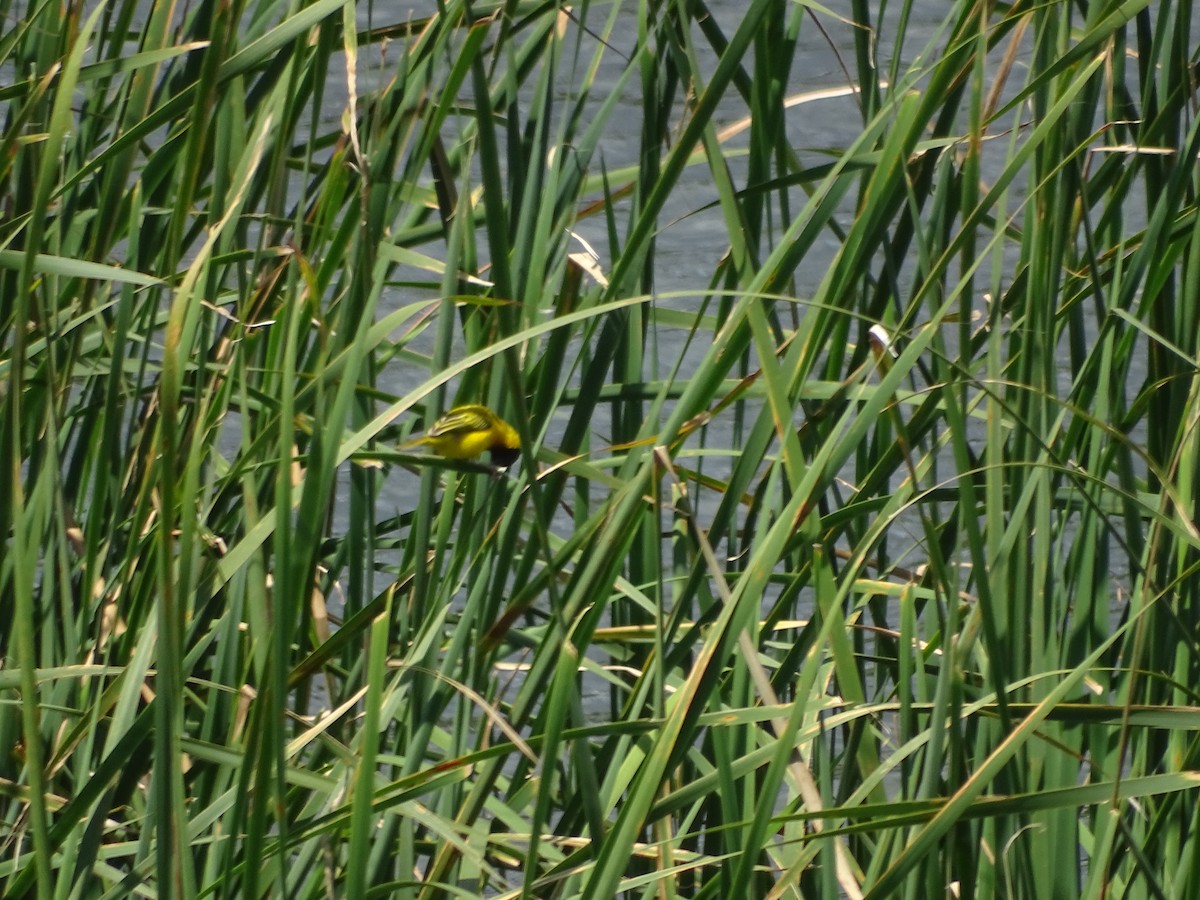 Black-headed Weaver - ML641142380