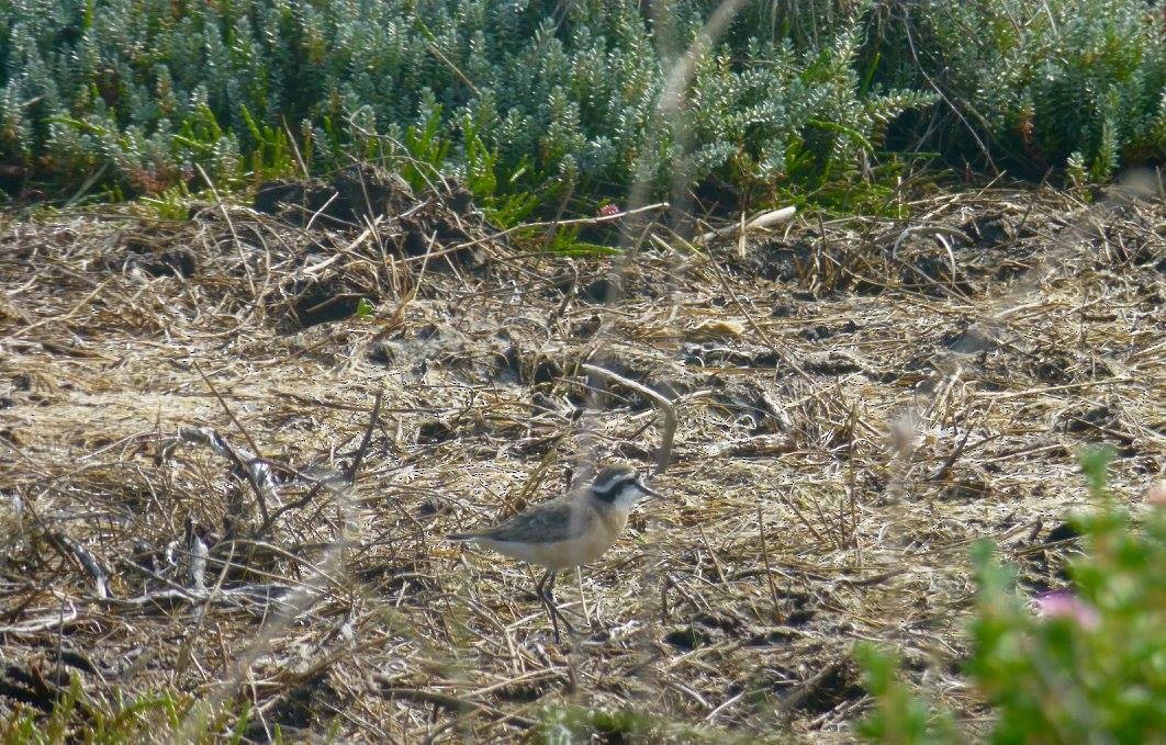 Kittlitz's Plover - ML641142381