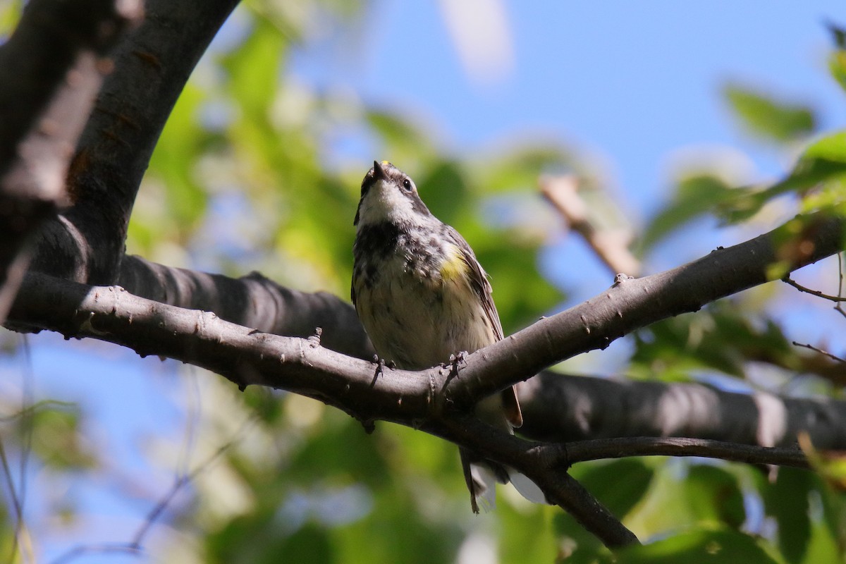 Yellow-rumped Warbler - ML641142383