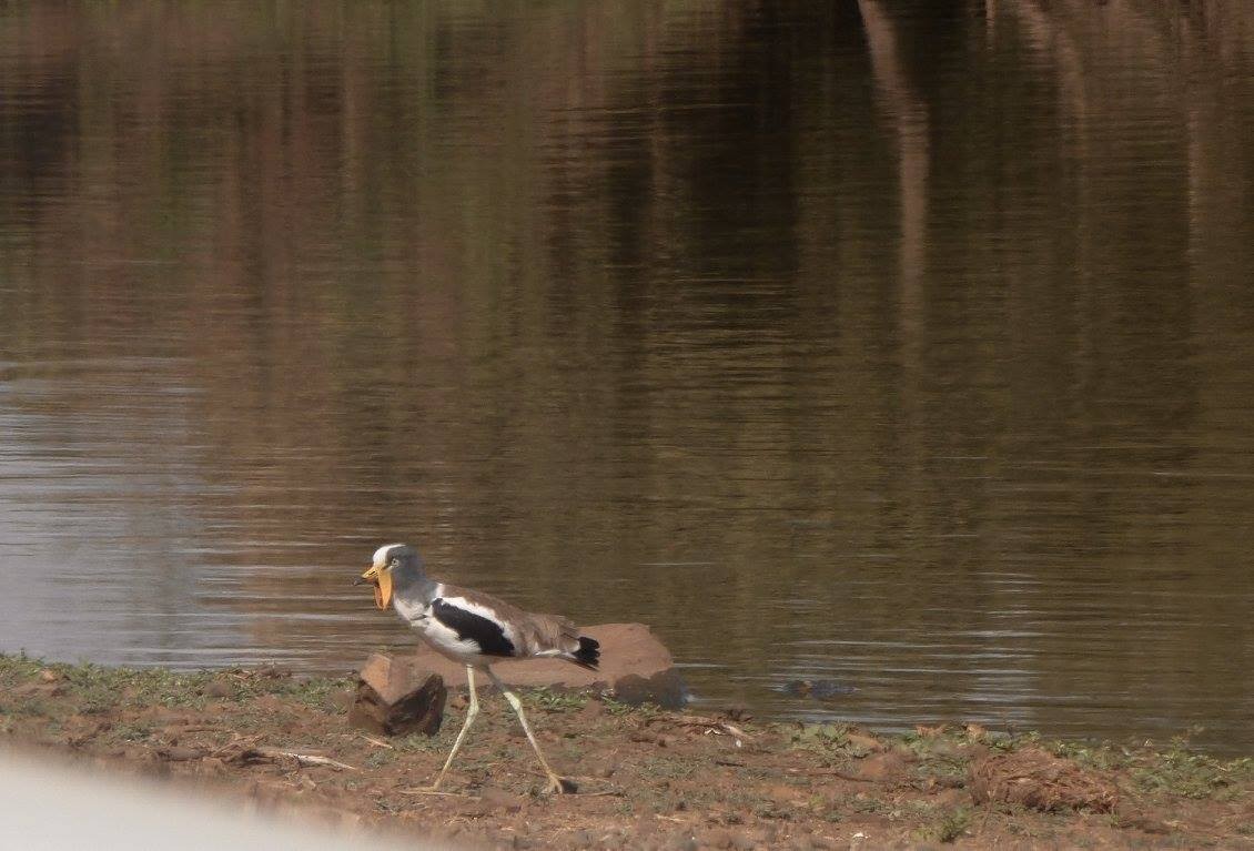 White-crowned Lapwing - ML641142384