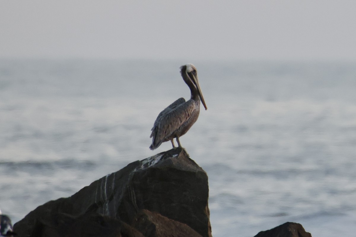 Brown Pelican - ML641142392