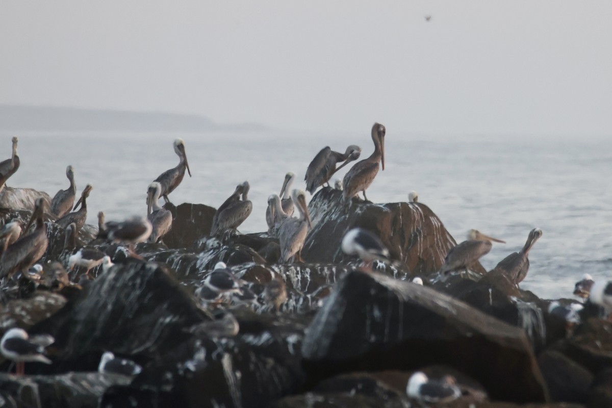 Brown Pelican - ML641142393