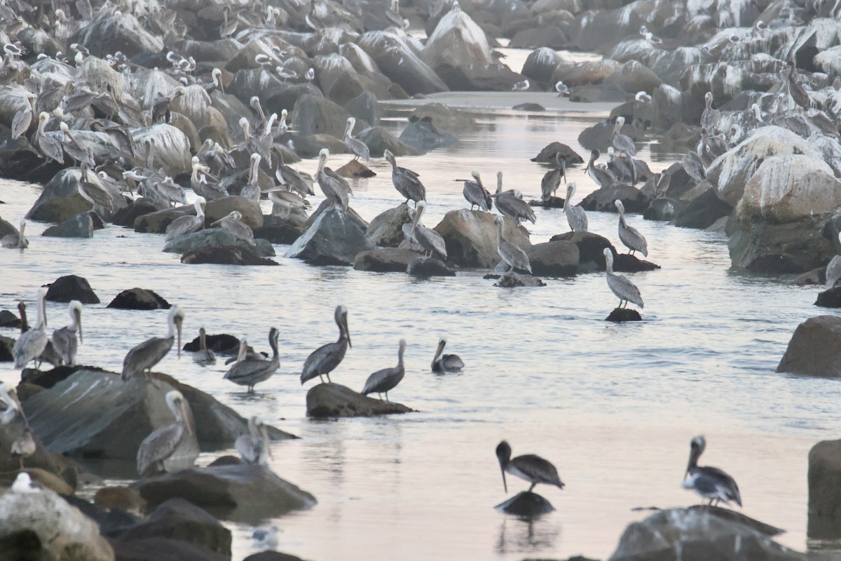 Brown Pelican - ML641142394