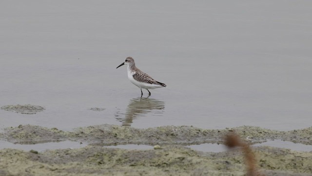 Bécasseau d'Alaska - ML641142398