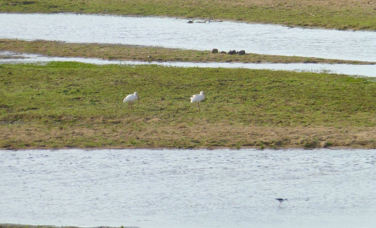 African Spoonbill - ML641142399