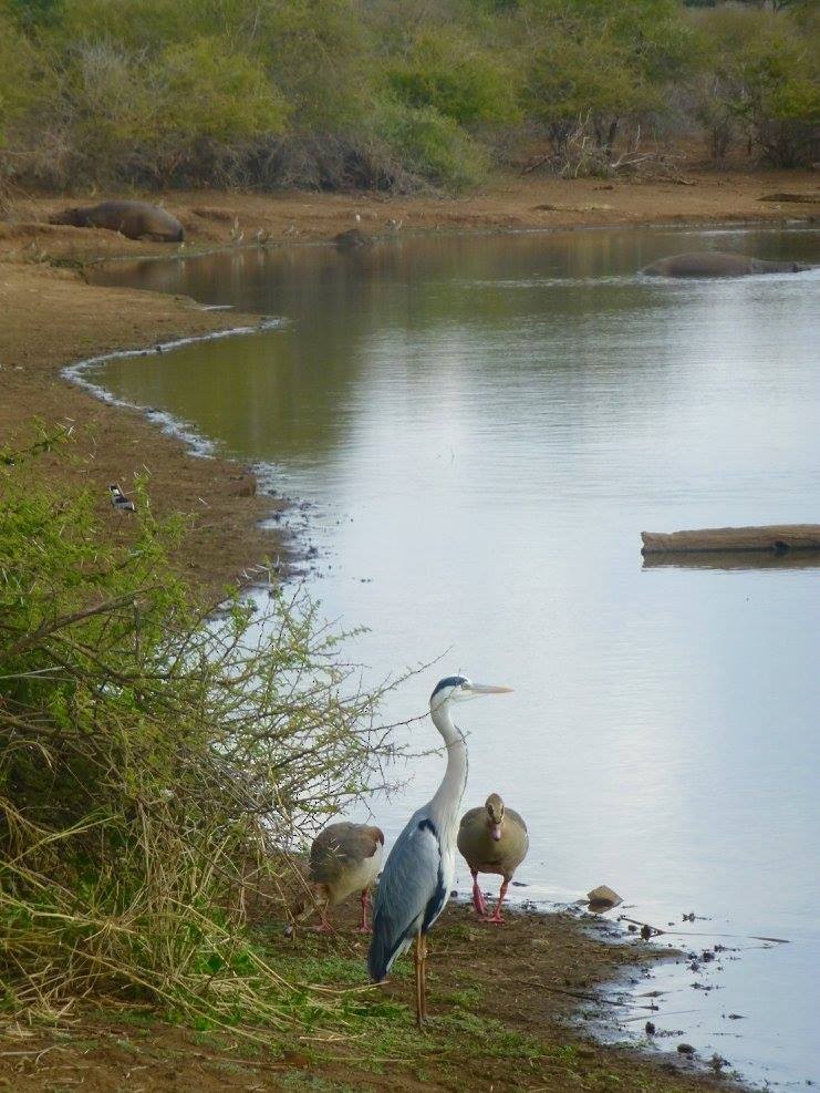 Gray Heron - ML641142401