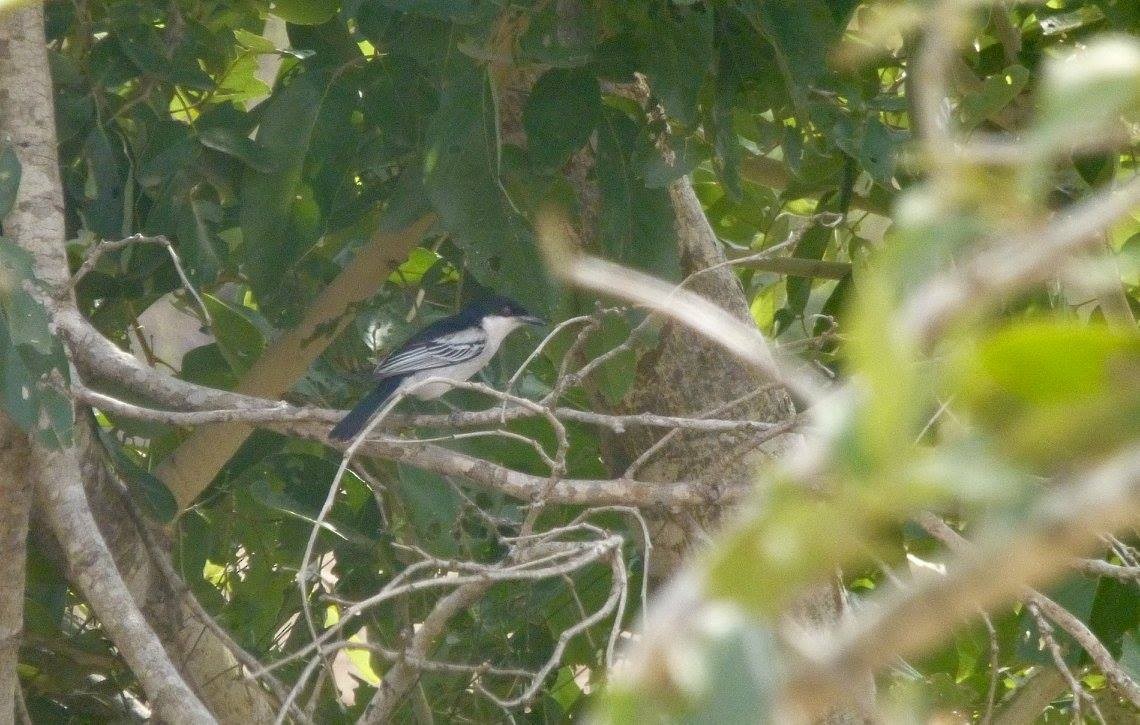 Black-backed Puffback - ML641142405