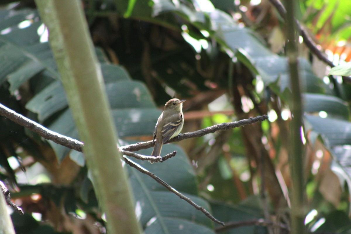 Euler's Flycatcher - ML641142433