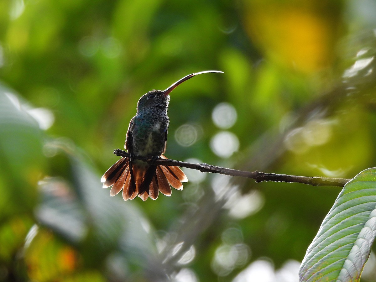 Glittering-throated Emerald - ML641142434