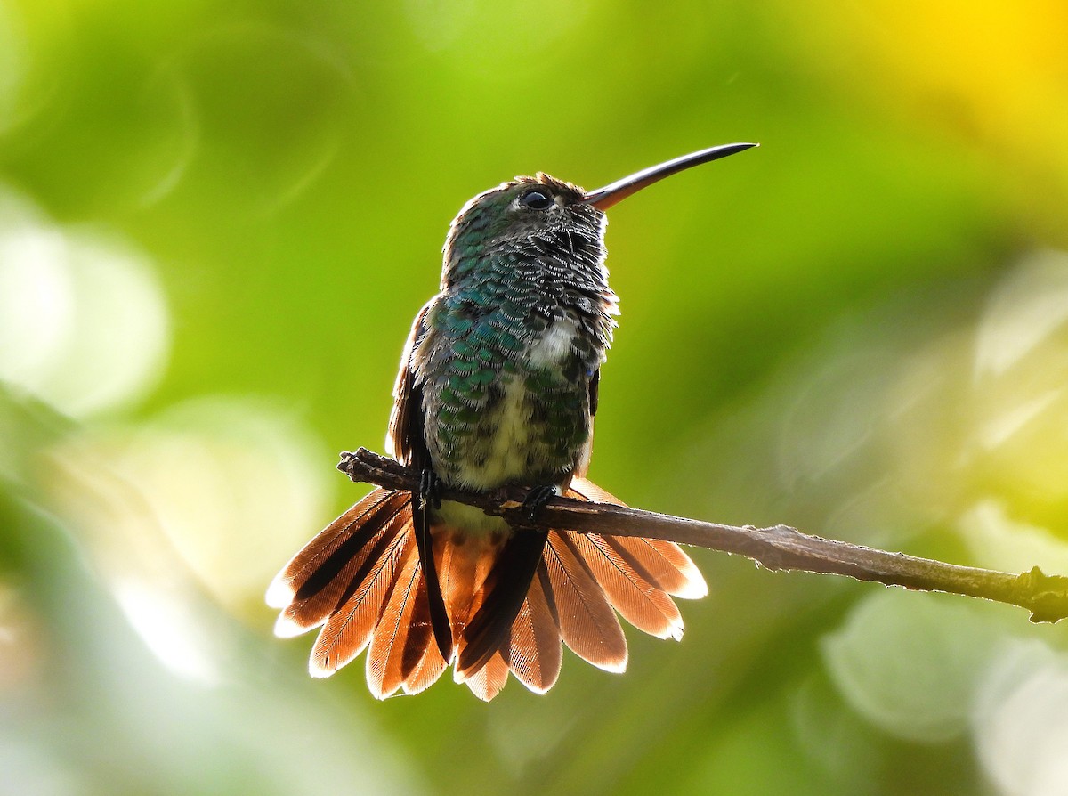 Glittering-throated Emerald - ML641142435