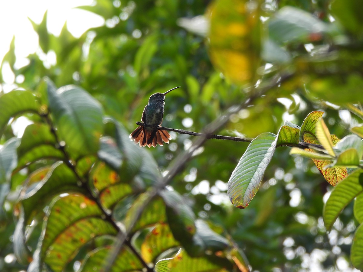 Glittering-throated Emerald - ML641142437